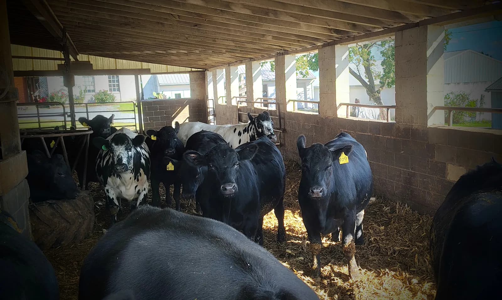 Beef cattle standing in a straw-bedded barn