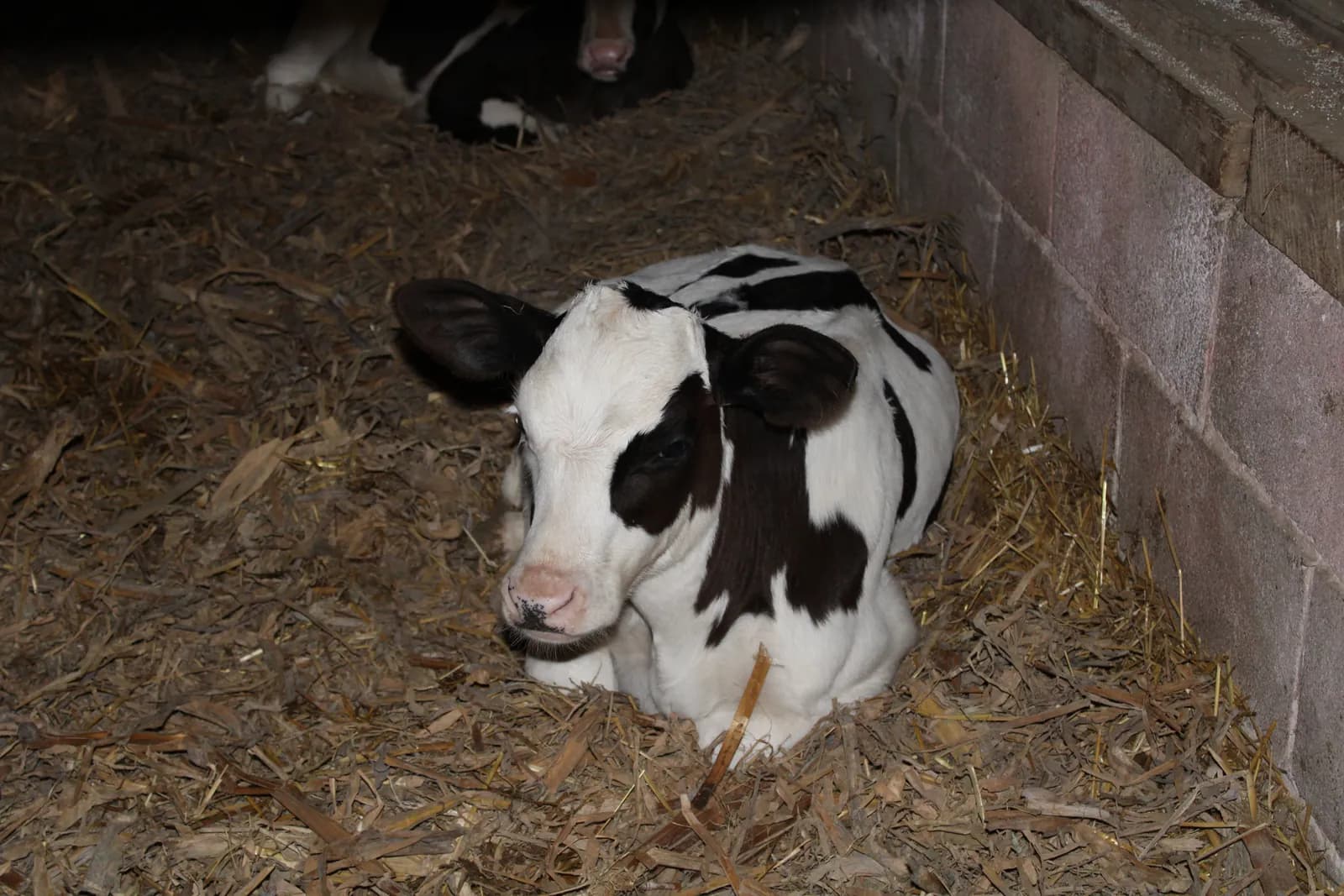 A young Holstein calf resting in straw