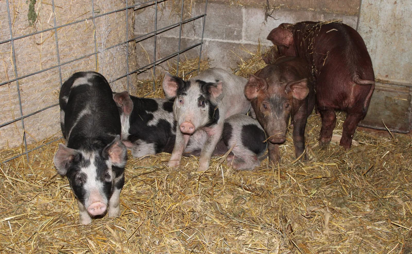 Spotted piglets in a straw-bedded pen