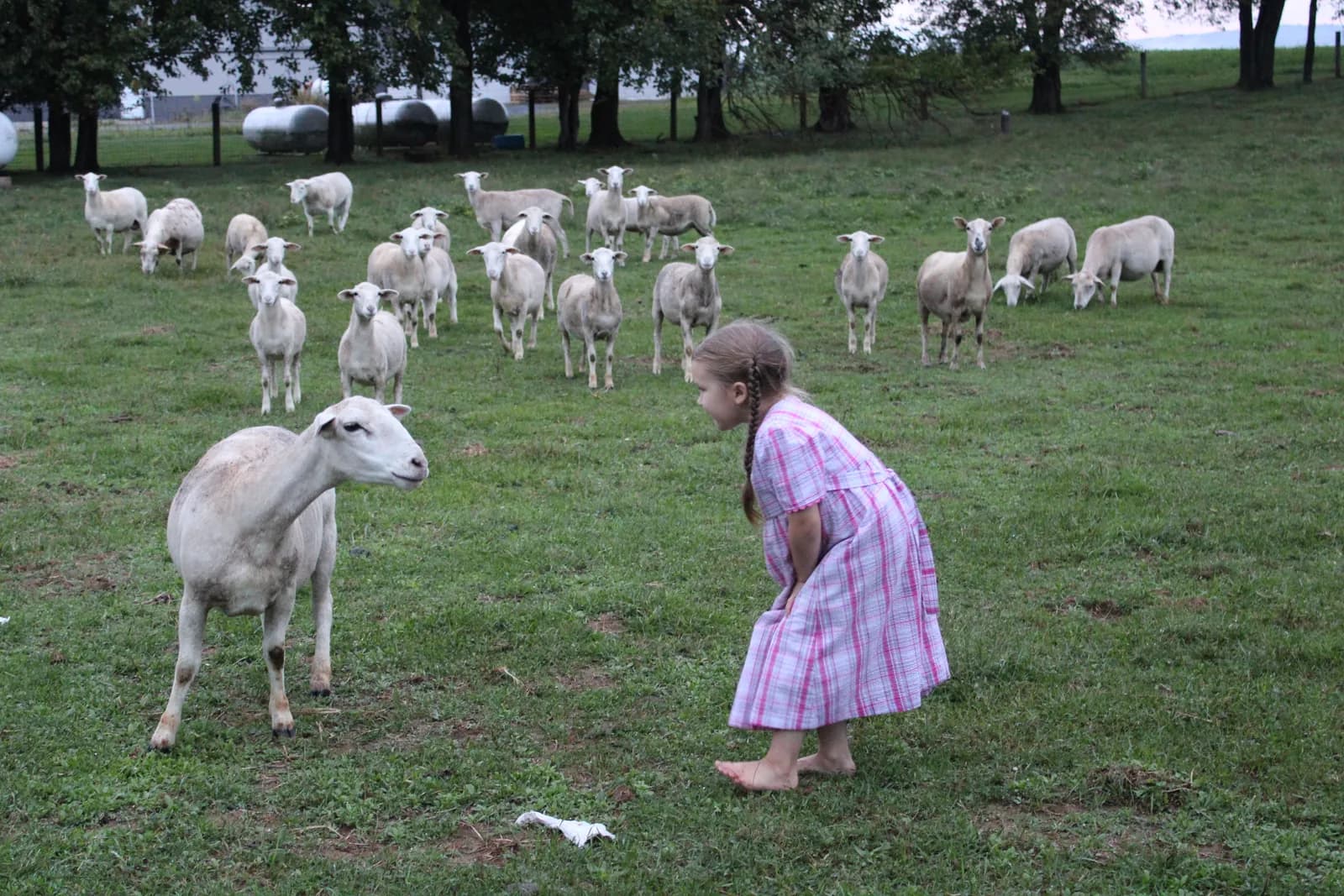 A young girl greeting a sheep in the pasture