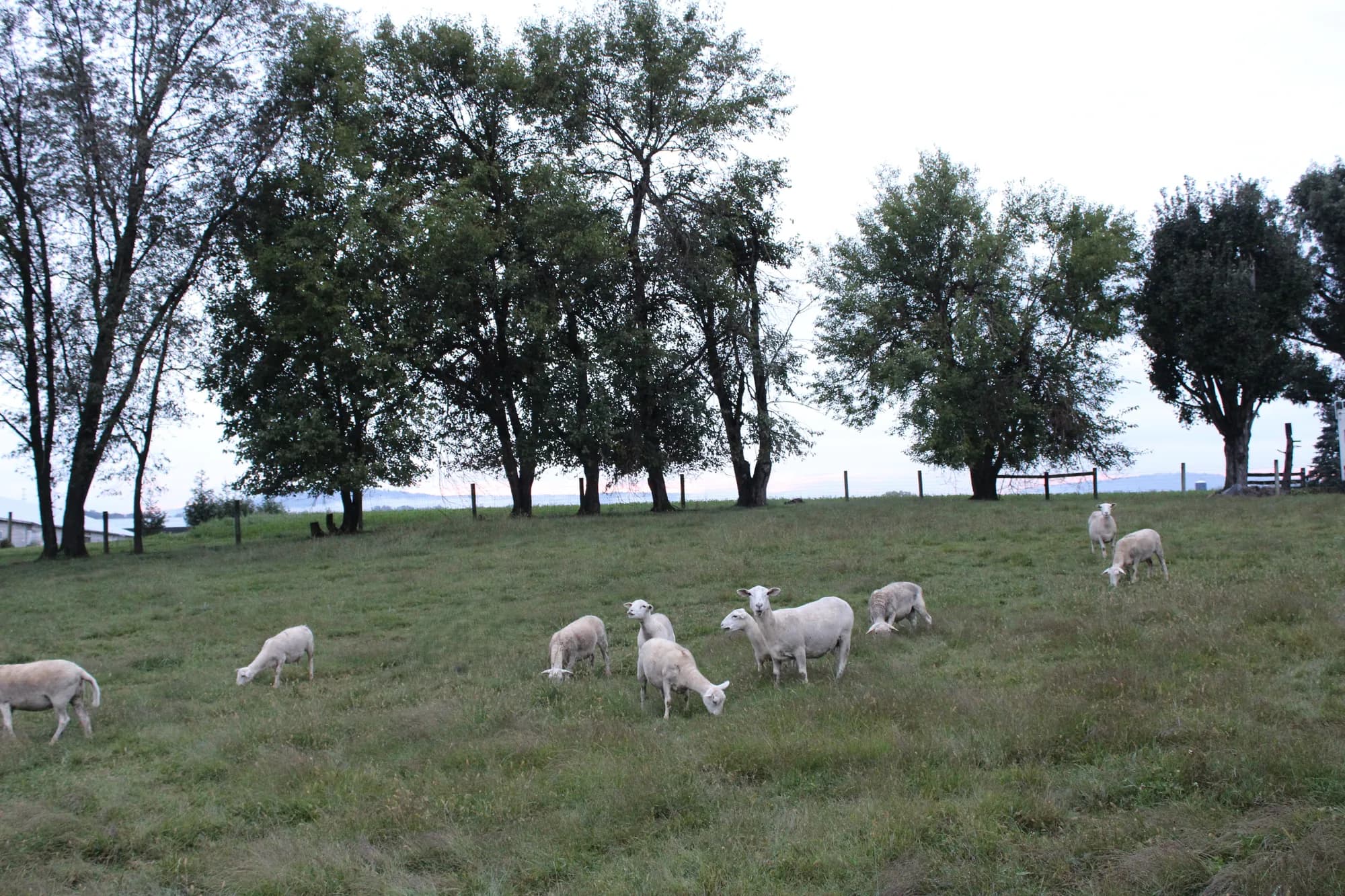 Sheep grazing on pasture at dusk